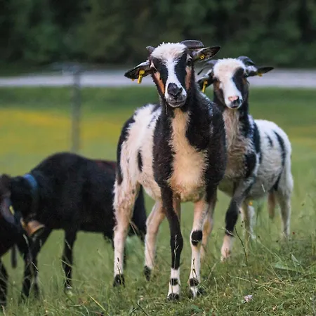 호텔 Alphotel 에탈