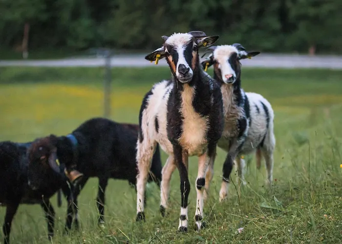 Hotel Alphotel Ettal